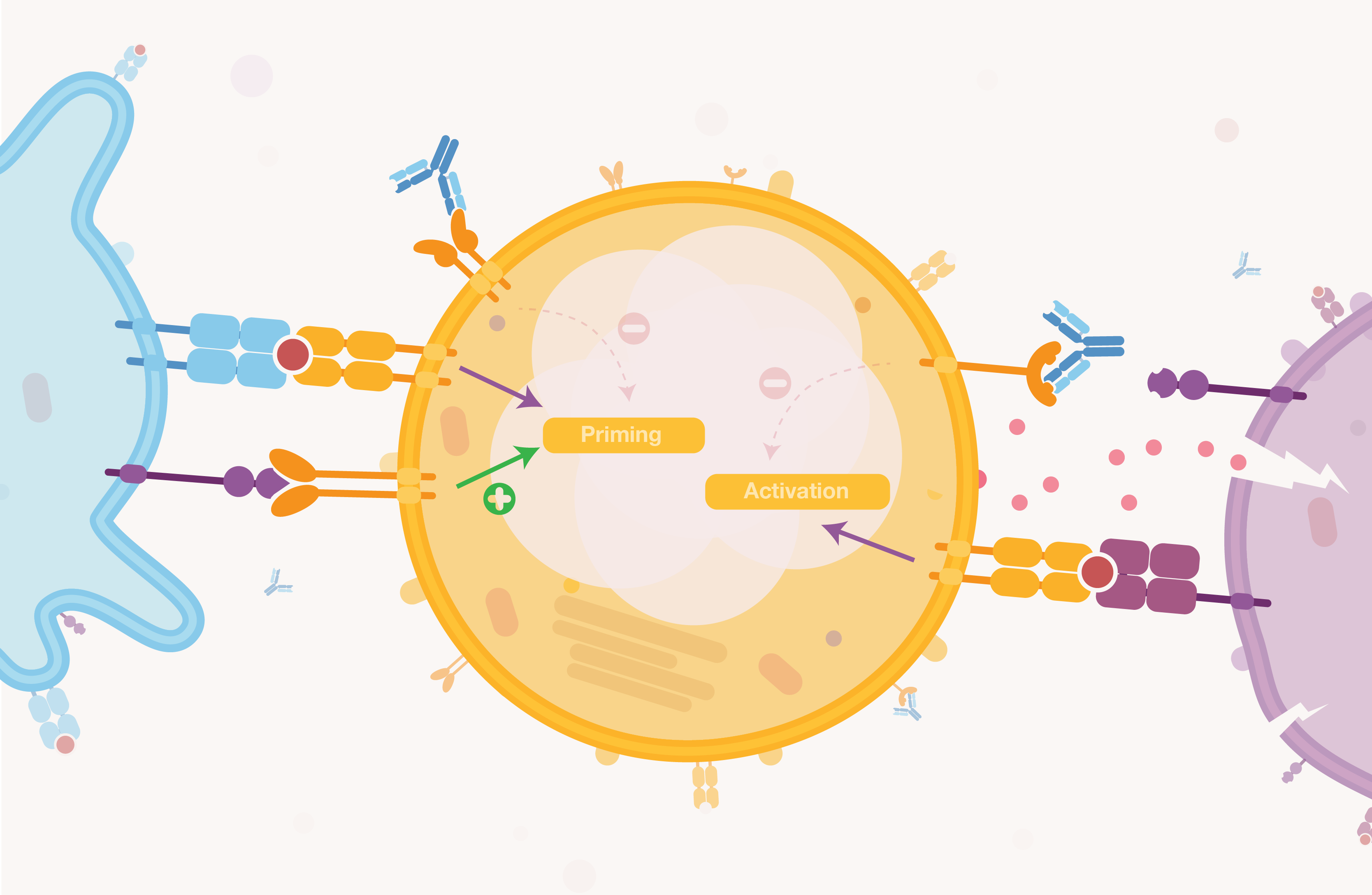 What are checkpoints inhibitors?