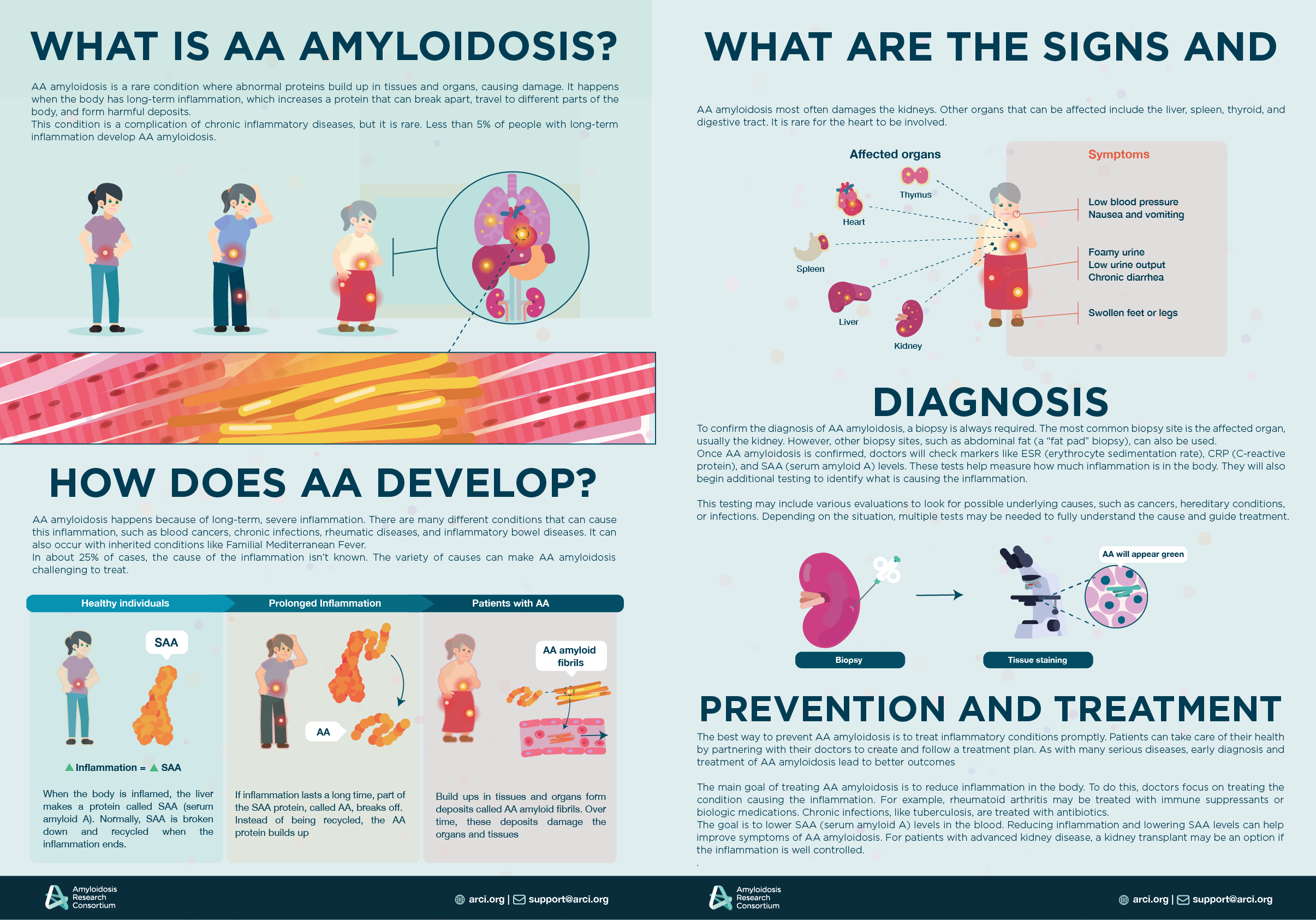 AA amyloidosis leaflet — final view
